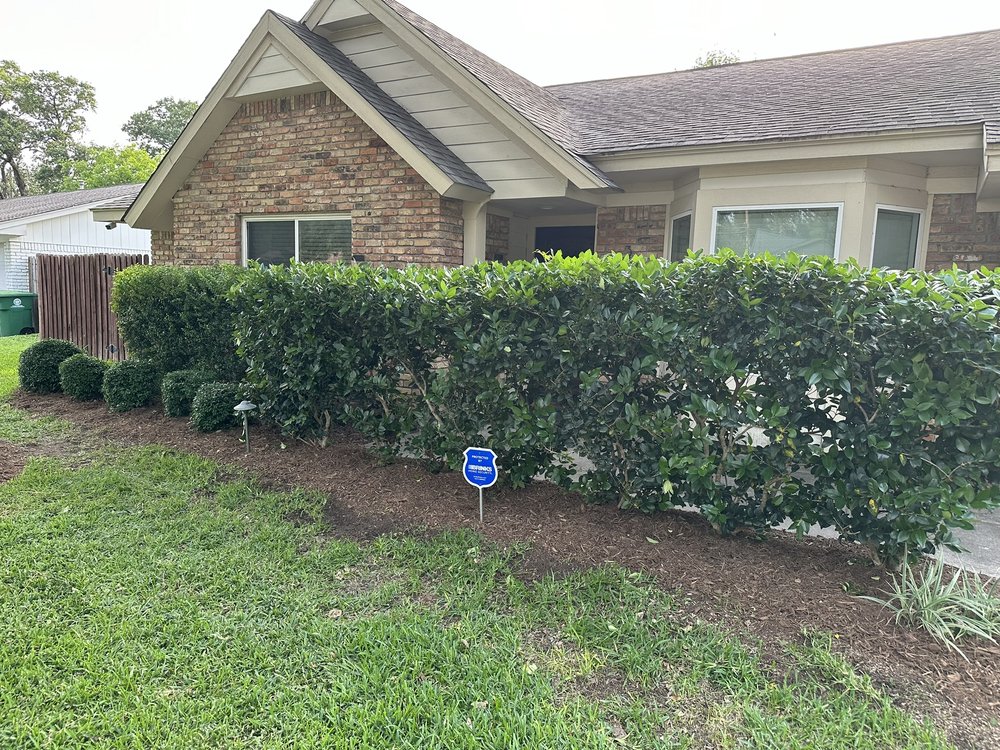 Shrub & Hedge Trimming